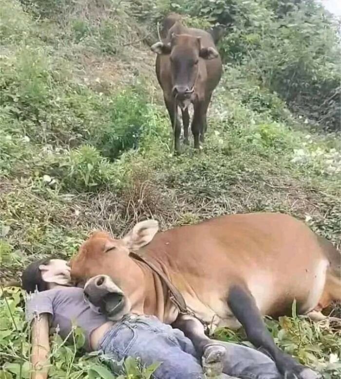 A cow resting its head on a person lying on the ground, showcasing random and hilarious animal shenanigans.
