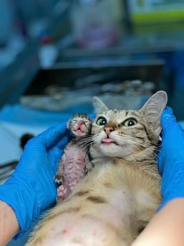 Newborn kitten and mother cat showing hilarious animal shenanigans during a vet check with gloved hands holding them.