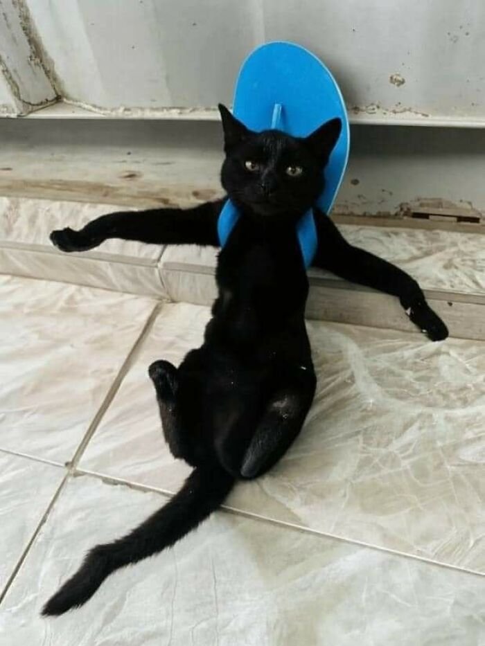 Black cat wearing a blue collar lying on tile floor in a funny pose showing animal shenanigans and humor.