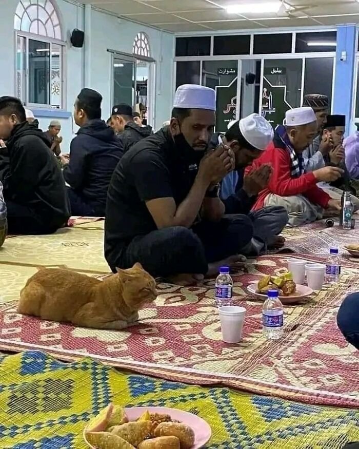 Cat sitting quietly among people praying and sharing food, one of the random and hilarious animal pics showing their shenanigans.