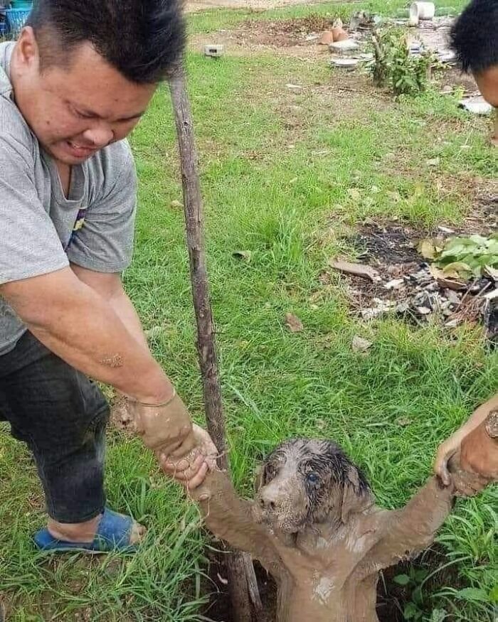 Man helping muddy dog out of a hole in grass, a funny and random animal moment showing animal shenanigans.