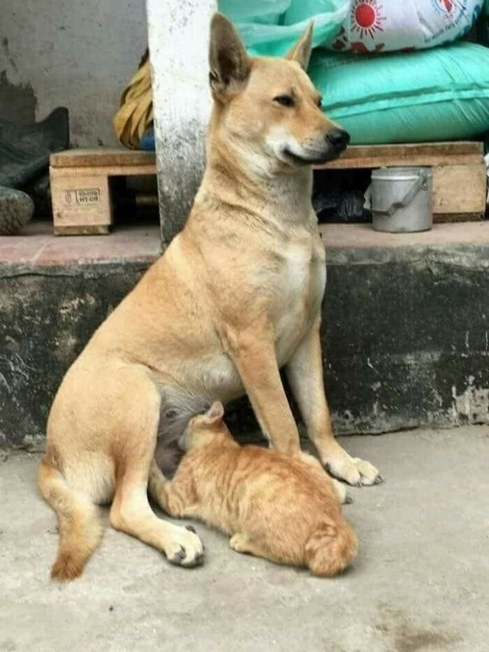 Light brown dog sitting calmly while an orange tabby cat nurses, showcasing random and hilarious animal shenanigans.