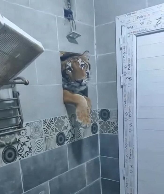 Tiger peeking through a wall opening in a tiled room, showcasing one of the random and hilarious animal shenanigans.