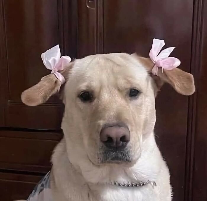 Light-colored dog with pink bows tied to its ears, showcasing funny animal shenanigans in a casual indoor setting.