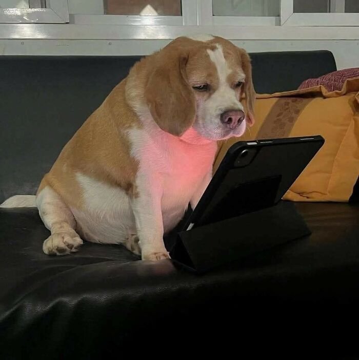 Beagle dog sitting on couch intently looking at a tablet, showcasing random and hilarious animal shenanigans.