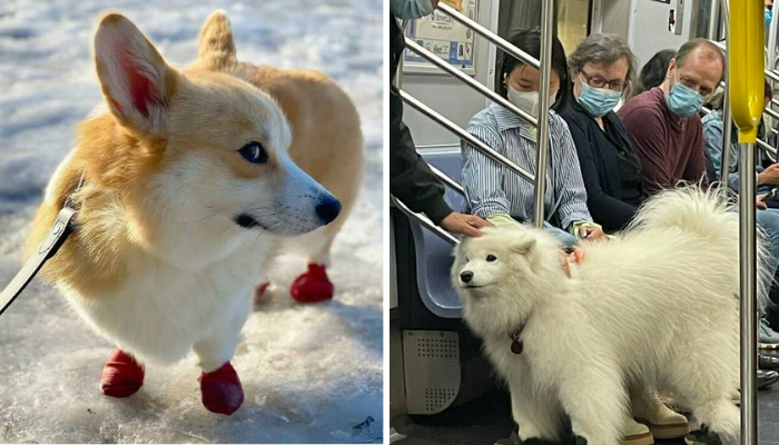 Discover The Most Adorable Dogs You’ll Ever See: 45 Cute Puppies That Will Melt Your Heart