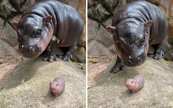 Baby hippo standing on rock next to a tiny hippo figurine, showcasing random and hilarious animal shenanigans.