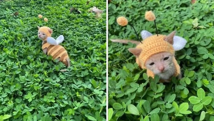 Kitten dressed in a bee costume hiding in green clover, showcasing random and hilarious animal shenanigans.