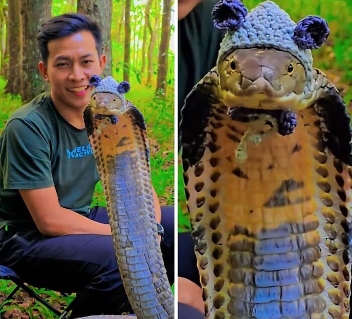 Man smiling while holding a cobra wearing a small knitted hat, showcasing one of the hilarious animal pics and shenanigans.