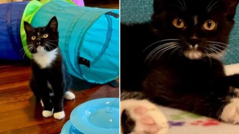 Sweet Houston Kitten Can’t Wait to Be Adopted by a Caring Family