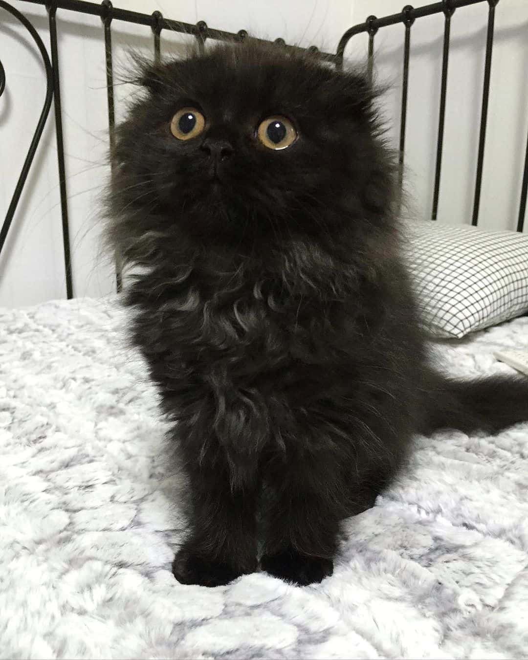 a black cat with big eyes is sitting on the bed and looking at the camera