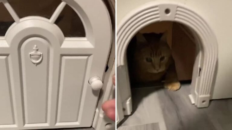 This Handmade Cat Door Looks Like a Tiny Fairytale Entrance