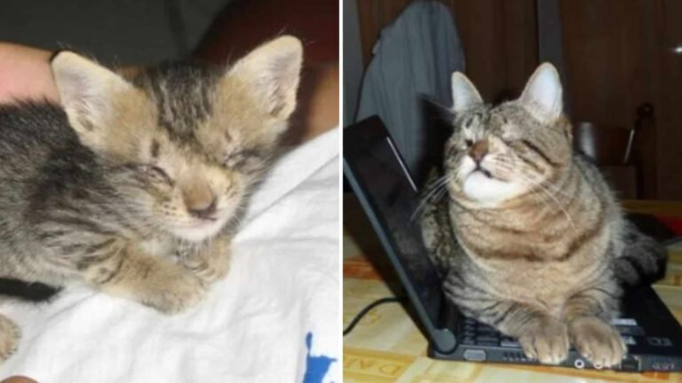 Tiny Blind Kitten Finds Hope Thanks to a Man Who Believed in Her