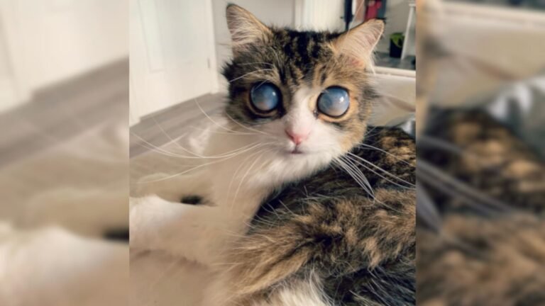 This Unique Cat’s Big Eyes Make Her Look Like an Adorable Alien