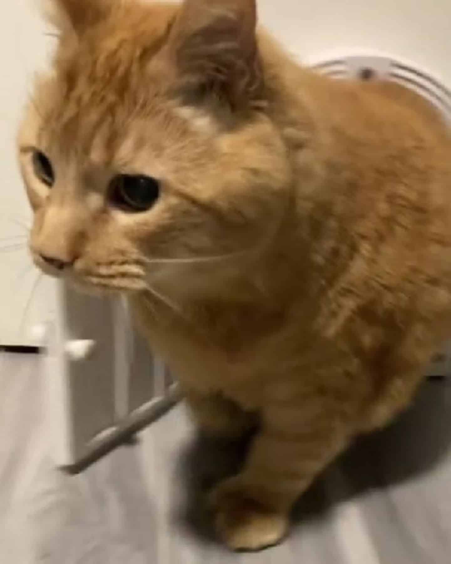 close view of cute ginger cat