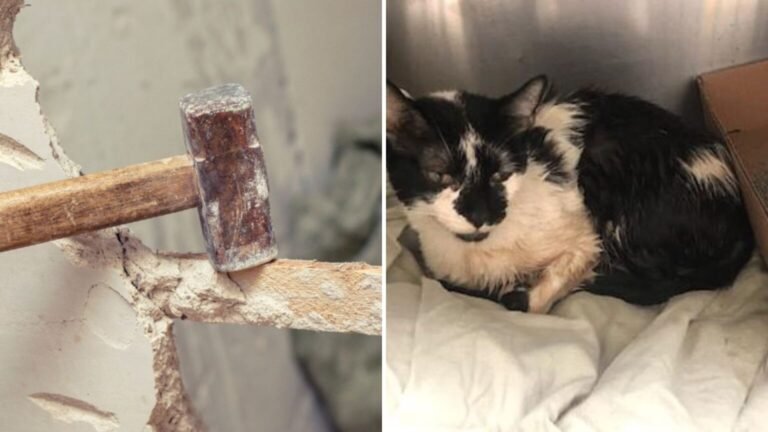 Philadelphia Contractor Surprised When Faint Meows Come From Inside a Wall
