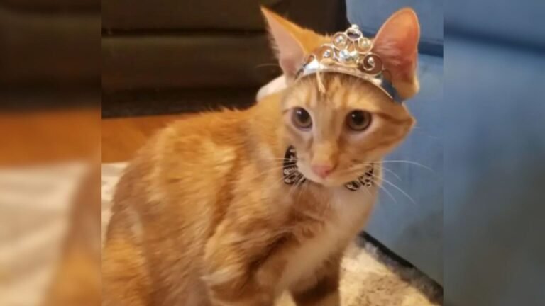 Oklahoma Mom Makes Everyone Smile After Borrowing an Orange Cat for Her Kids’ Garfield Party