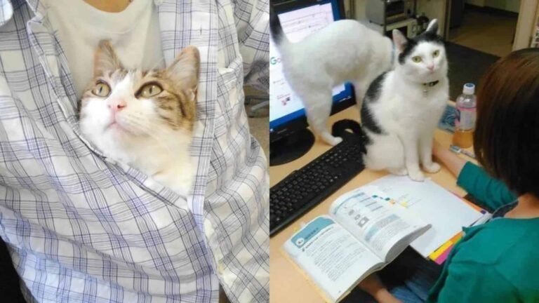 This Company Rewards Employees for Every Cat They Rescue in an Amazing Act of Kindness