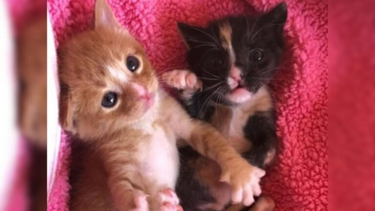 Kittens in Arizona Left Without Their Mother Struggle to Survive Together