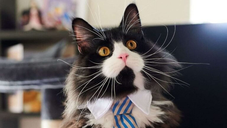 Why Maine Coon Tuxedo Cats Are Known as Gentle Giants