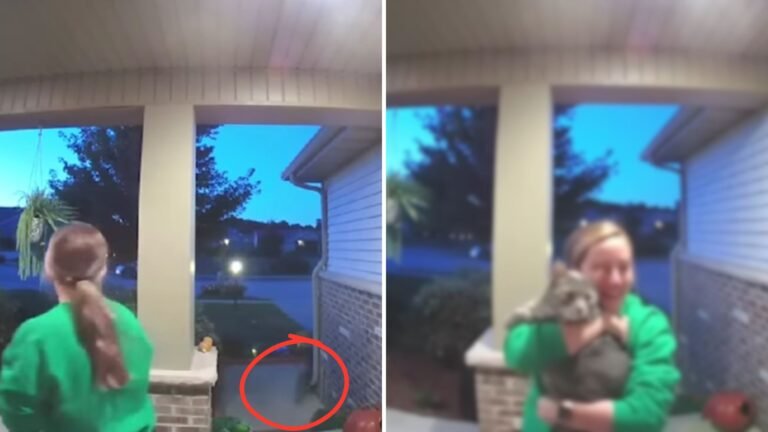 Doorbell Footage Shows the Emotional Return of a Missing Cat