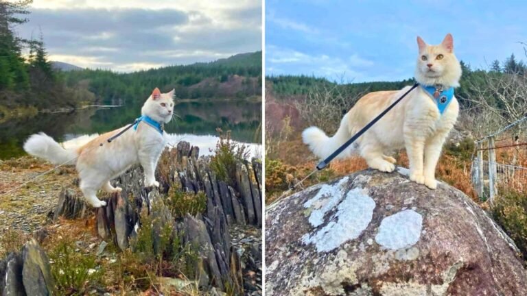 Meet Casper, the Amazing Maine Coon Who Prefers Climbing Mountains Over Couch Naps