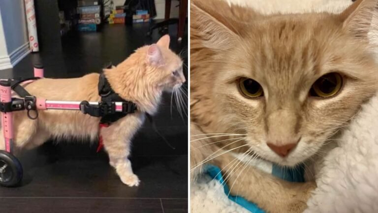 Texas Cat Left Paralyzed After Surviving a Terrifying Three-Story Fall