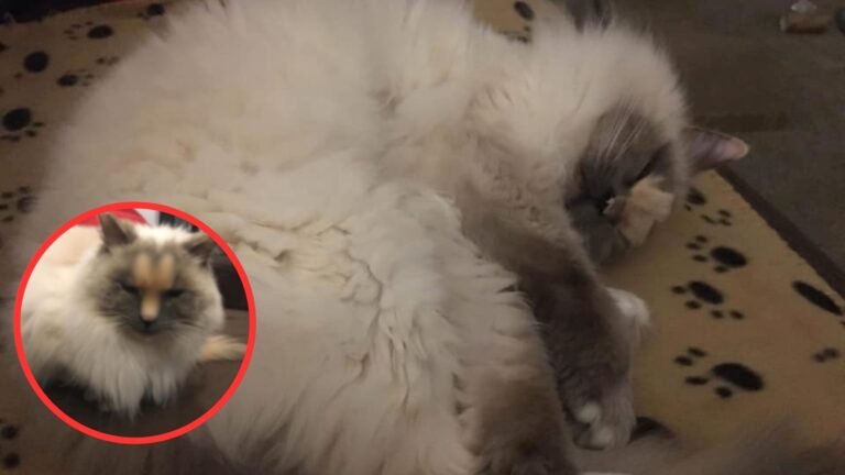 Cat With a Unique Facial Marking Waits for the Perfect Family