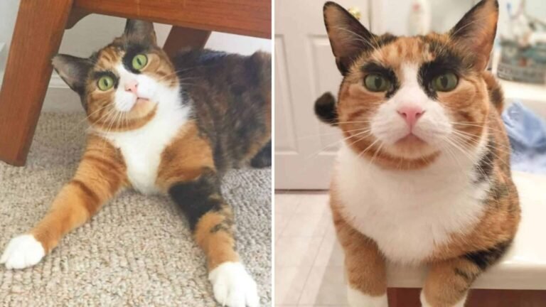 This Calico Cat’s Unique Eyebrows Make Her Impossible to Forget
