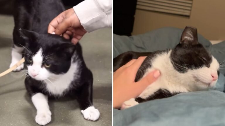 Talkative Shelter Cat Waits for the Perfect Family After Rescue