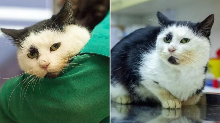 Stray Cat Leaves Dumpster Life Behind After Years of Surviving Outdoors