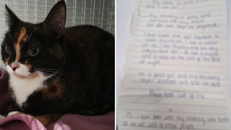 Rescued Cat’s Sad Note Leads to an Unexpected New Beginning
