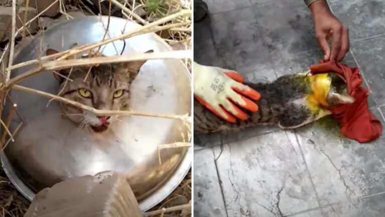 Rescue Team Spends Hours Saving Curious Cat Trapped in a Kitchen Sink