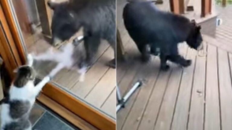 Tiny Cat Faces Huge Black Bear and Saves the Day