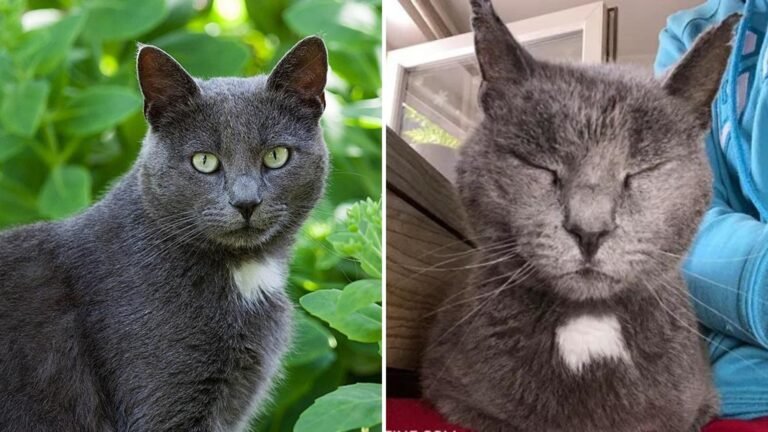 Furry Troublemaker Goes From Wild to Sweet Cuddle Bug and Finds a Loving Home