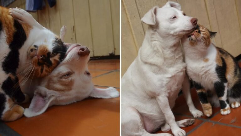 Calico Cat and Her Dog Sister Share a Heartwarming Friendship That Will Brighten Your Day