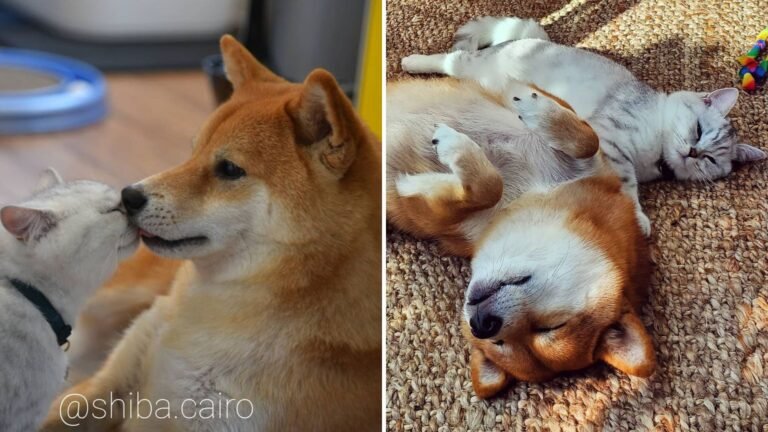 Lovely British Shorthair Becomes the Perfect Friend for a Sweet Lonely Dog