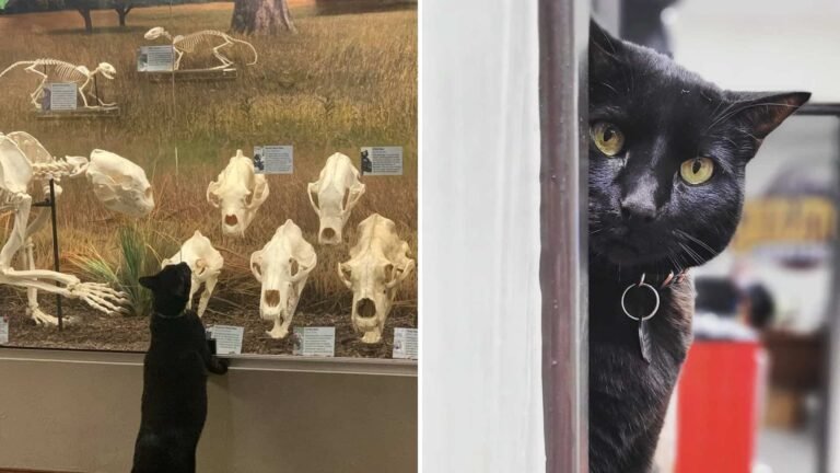 Meet the Playful Furry Resident of an Oklahoma City Museum You Won’t Want to Miss