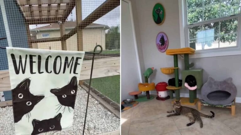 You Won’t Believe the Incredible Cat House This Woman Built