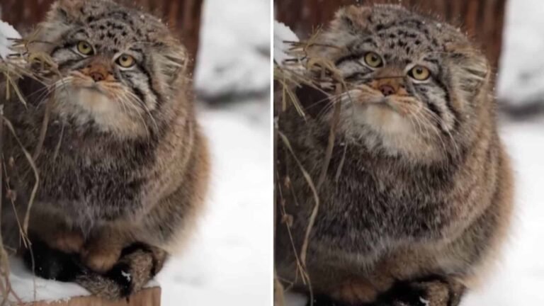 Pallas’s Cats Declared Near Threatened by IUCN, But There Is Still Hope for Their Future