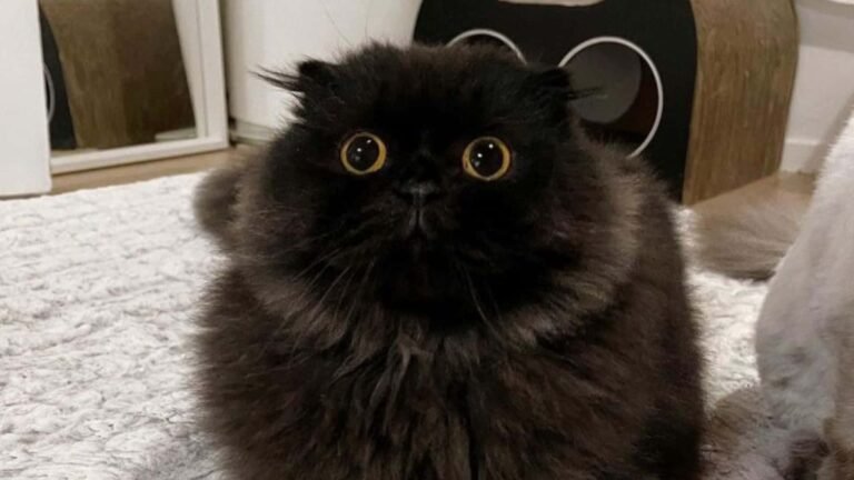 Gimo the Cat Captivates the Internet With His Incredibly Big Eyes