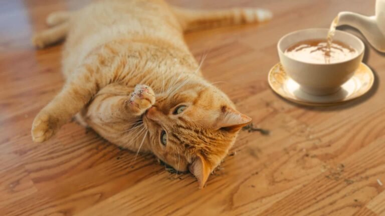 Your Cat Will Love This Catnip Tea, And You’ll Love Seeing How Happy It Makes Them
