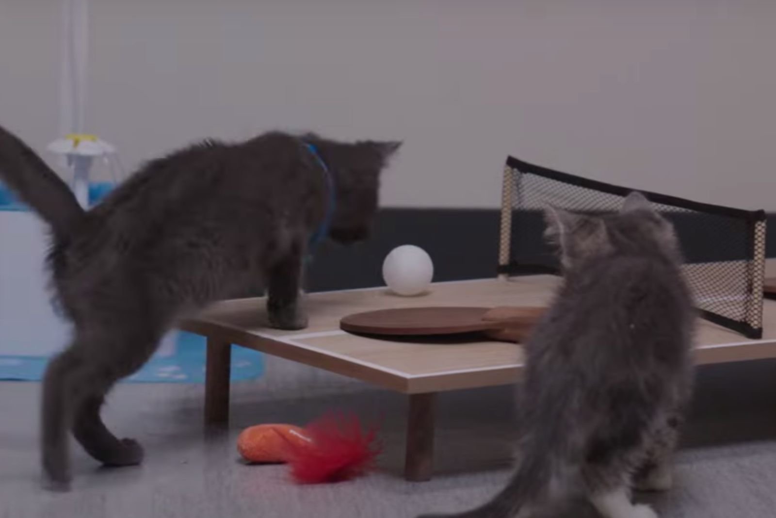 kittens playing table tennis