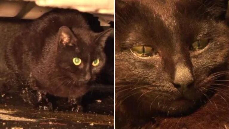 Mother Cat Loses Her Kittens but Finds Hope After Meeting an Abandoned Kitten