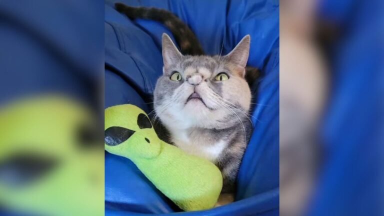 Florida Stray Cat Nearly Euthanized Because of Her Appearance Finds a Loving Home