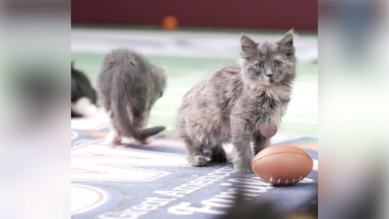 Three Rescue Kittens Find Joy After Surviving Hawaii Wildfires at the Great American Rescue Bowl