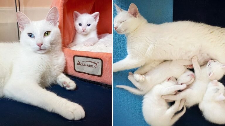 Brooklyn Rescue Group Gives A Loving Furry Family A Second Chance After Finding Them On The Streets