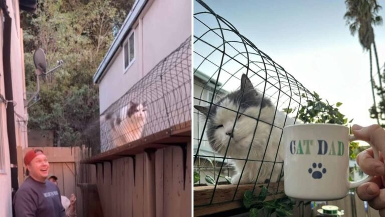 Every Indoor Cat Dreams Of A Catwalk Like This, And One Cat Dad Made It A Reality