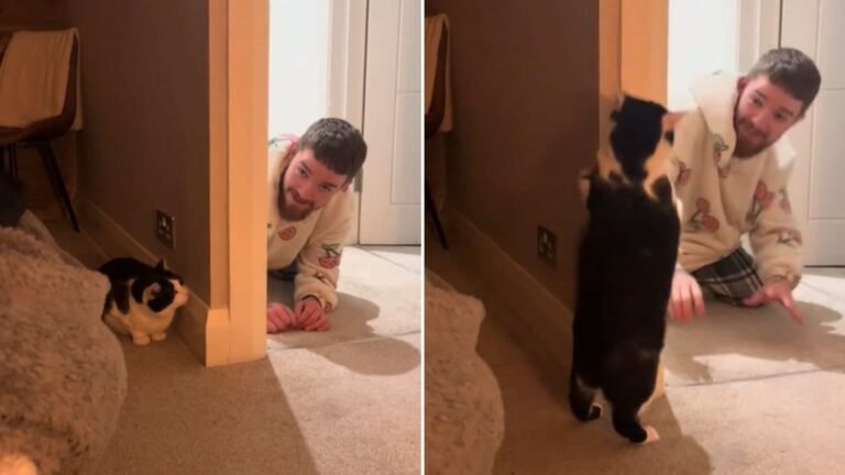Tuxedo Cat and His Owner Prove Hide-and-Seek Is Better Together