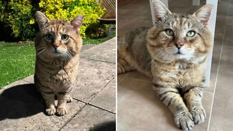 Kind Woman Rescues Injured Feral Cat and Gives Him a Loving Forever Home